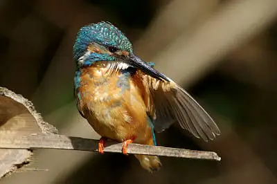 カワセミの高解像写真画像