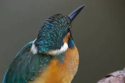 カワセミの等倍超高解像写真画像