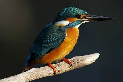 カワセミの等倍超高解像写真画像