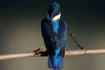 カワセミの等倍超高解像写真画像