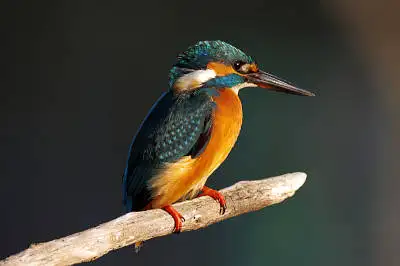 カワセミの等倍超高解像写真画像