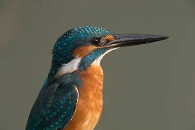 カワセミの等倍超高解像写真画像