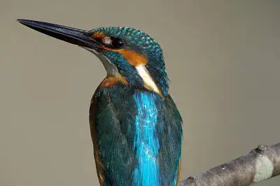 カワセミの等倍超高解像写真画像