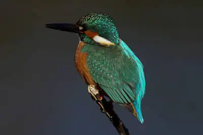 カワセミの等倍超高解像写真画像