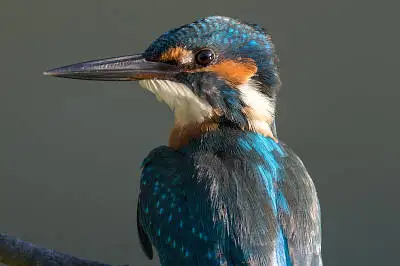 カワセミの等倍超高解像写真画像