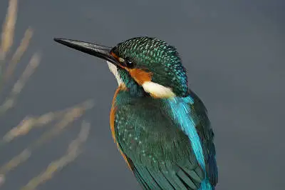 カワセミの等倍超高解像写真画像