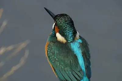 カワセミの等倍超高解像写真画像