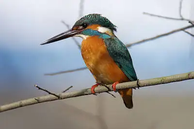 カワセミの等倍超高解像写真画像