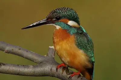 カワセミの等倍超高解像写真画像