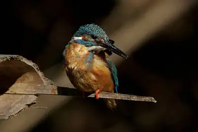 カワセミの等倍超高解像写真画像