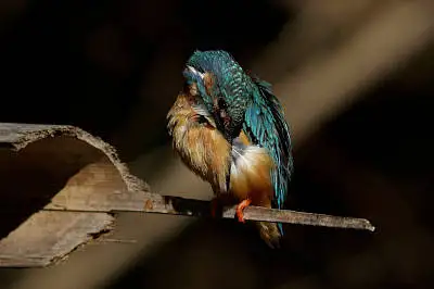 カワセミの等倍超高解像写真画像