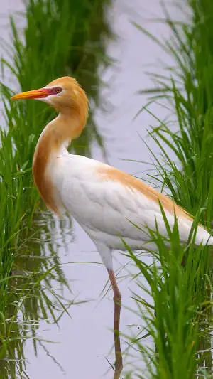 アマサギのスマホ待ち受け画面用画像