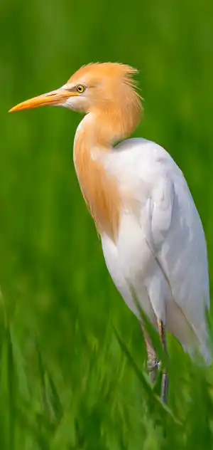 アマサギのスマホ待ち受け画面用画像