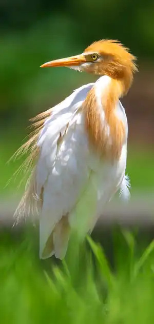 アマサギのスマホ待ち受け画面用画像