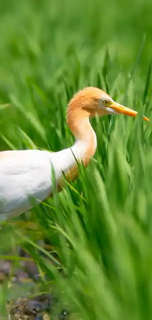 アマサギのスマホ待ち受け画面用画像