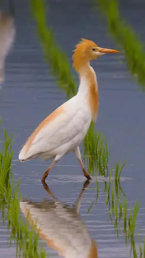 アマサギのスマホ待ち受け画面用画像