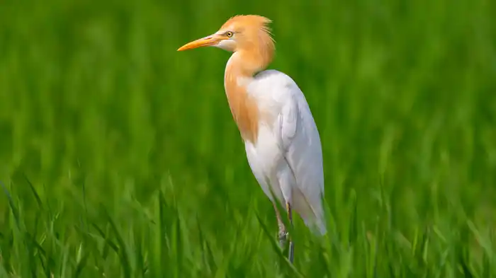 アマサギのパソコン壁紙用画像