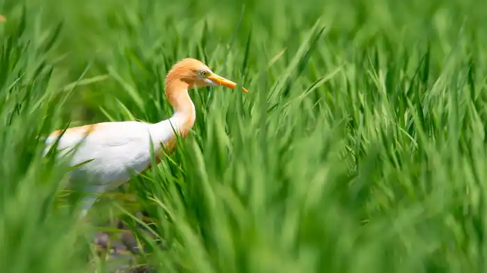 アマサギのパソコン壁紙用画像