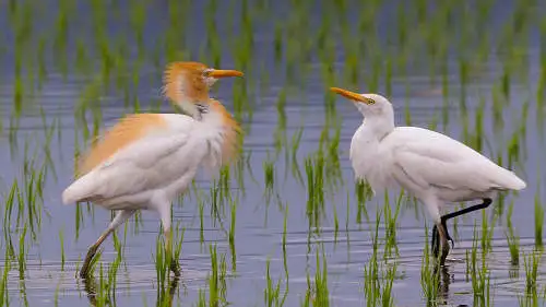 アマサギのパソコン壁紙用画像