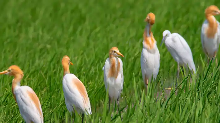 アマサギのパソコン壁紙用画像