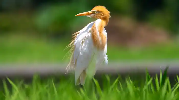 アマサギのパソコン壁紙用画像