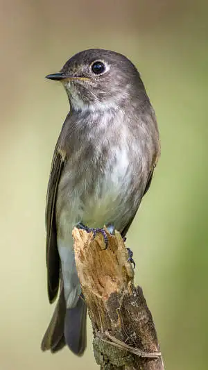 エゾビタキのスマホ待ち受け画面用画像