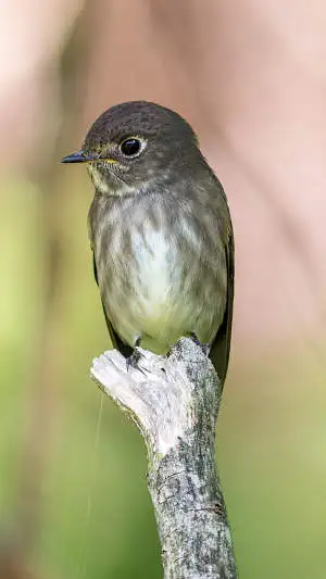 エゾビタキのスマホ待ち受け画面用画像