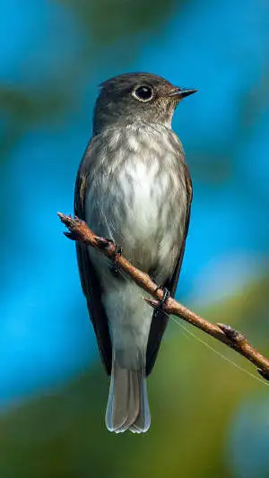 エゾビタキのスマホ待ち受け画面用画像