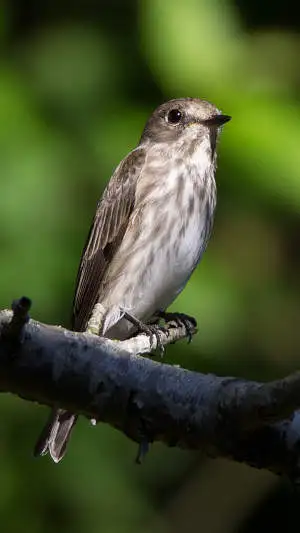 エゾビタキのスマホ待ち受け画面用画像