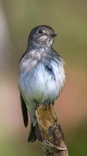 エゾビタキのスマホ待ち受け画面用画像