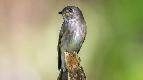エゾビタキのパソコン壁紙用画像