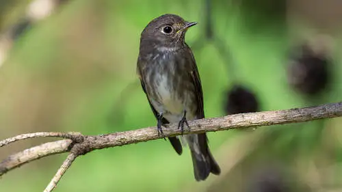 エゾビタキのパソコン壁紙用画像