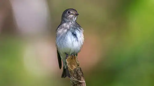 エゾビタキのパソコン壁紙用画像