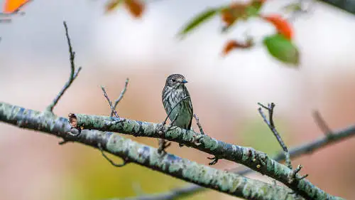 エゾビタキのパソコン壁紙用画像
