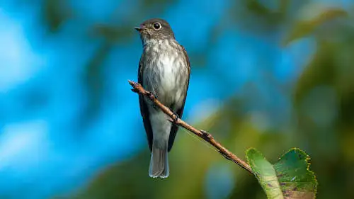 エゾビタキのパソコン壁紙用画像