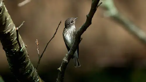 エゾビタキのパソコン壁紙用画像