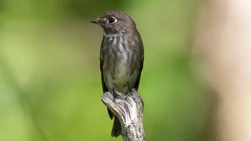エゾビタキのパソコン壁紙用画像