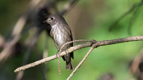 エゾビタキのパソコン壁紙用画像