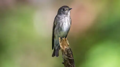 エゾビタキのパソコン壁紙用画像