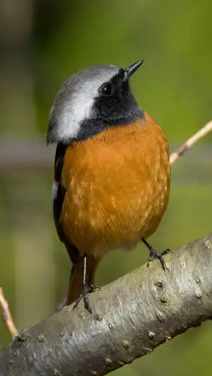 ジョウビタキのスマホ待ち受け画面用画像