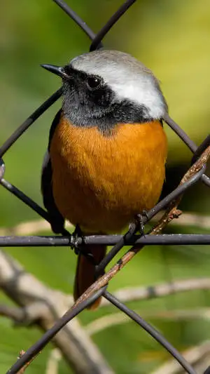 ジョウビタキのスマホ待ち受け画面用画像