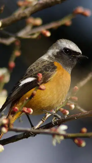 ジョウビタキのスマホ待ち受け画面用画像