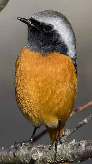 ジョウビタキのスマホ待ち受け画面用画像