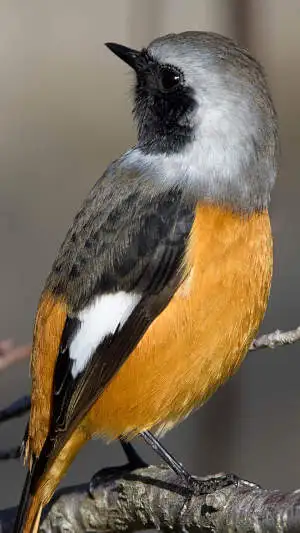 ジョウビタキのスマホ待ち受け画面用画像