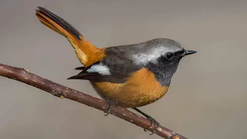 ジョウビタキのパソコン壁紙用画像