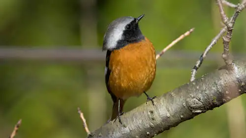 ジョウビタキのパソコン壁紙用画像