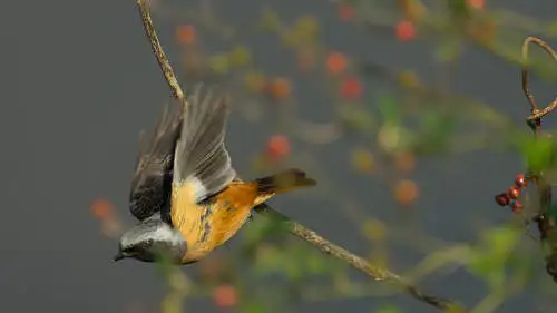 ジョウビタキのパソコン壁紙用画像