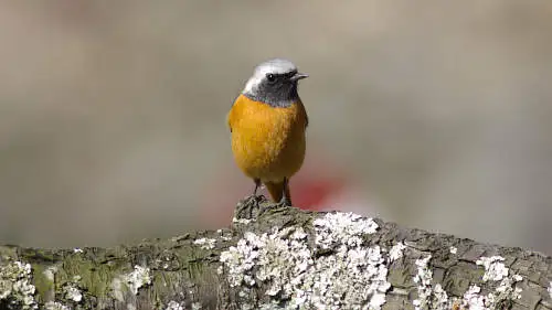 ジョウビタキのパソコン壁紙用画像