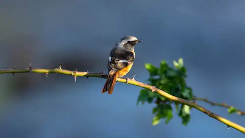 ジョウビタキのパソコン壁紙用画像