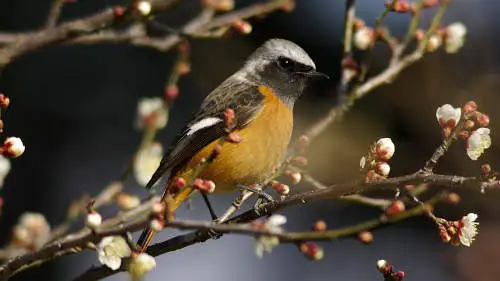 ジョウビタキのパソコン壁紙用画像